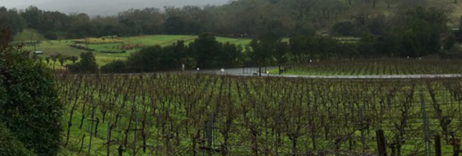 FROM DROUGHT TO EL NIÑO - WATER IMPACT IN THE VINEYARDS